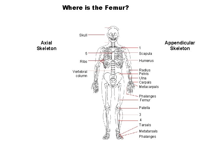 Where is the Femur? Section 36 -1 Skull Axial Skeleton 1 5 Ribs Vertebral