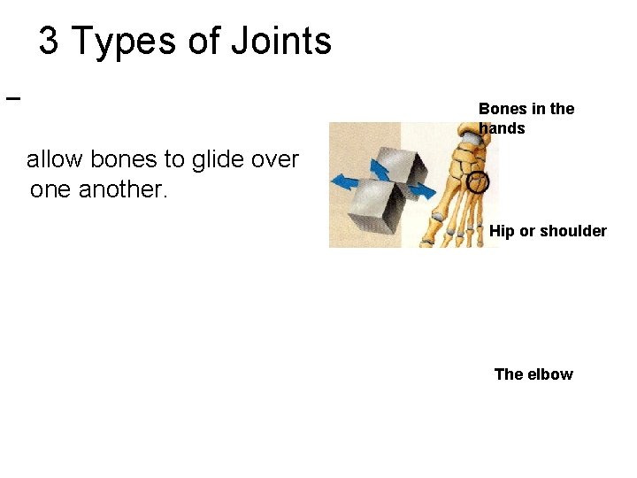 3 Types of Joints Bones in the hands allow bones to glide over one