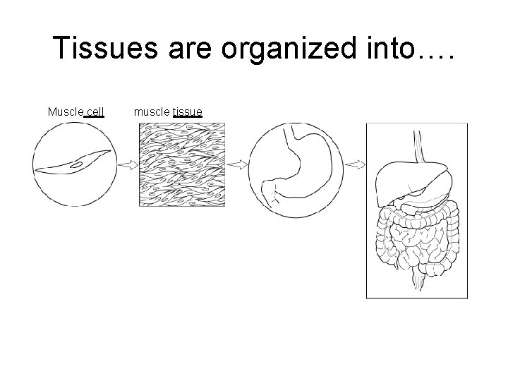 Levels of Organization Tissues are organized into…. Section 7 - 4 Muscle cell Go