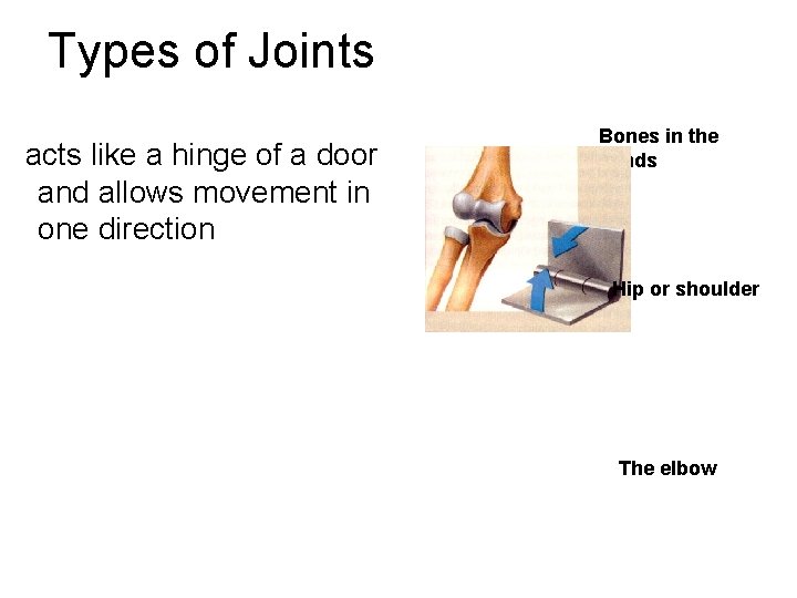 Types of Joints acts like a hinge of a door and allows movement in