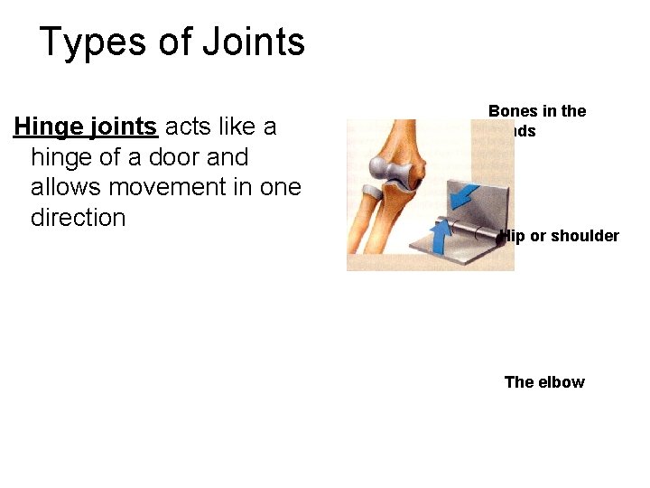 Types of Joints Hinge joints acts like a hinge of a door and allows
