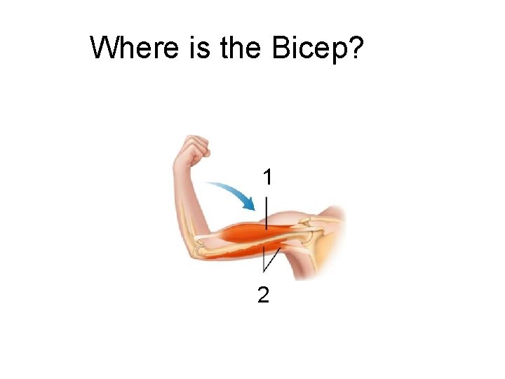 Figure 36 -11 Opposing Muscle Pairs Where is the Bicep? Section 36 -2 1