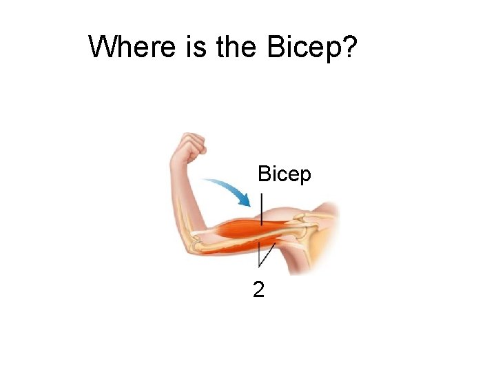 Figure 36 -11 Opposing Muscle Pairs Where is the Bicep? Section 36 -2 Bicep