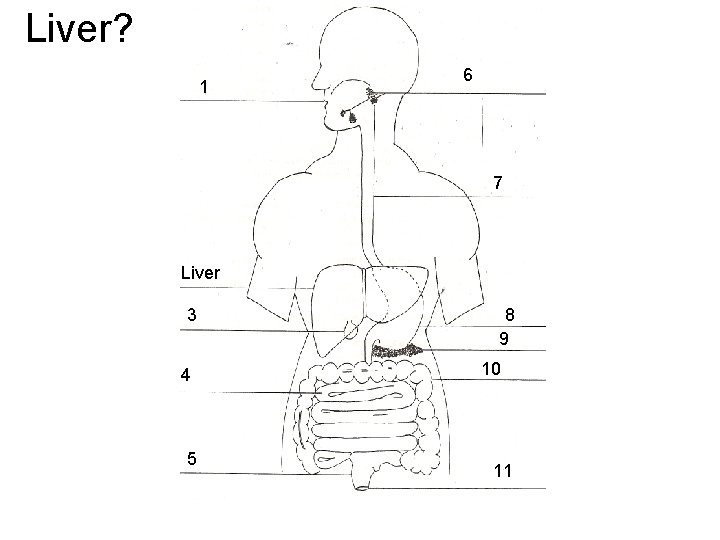 Liver? 1 6 7 Liver 3 4 5 8 9 10 11 