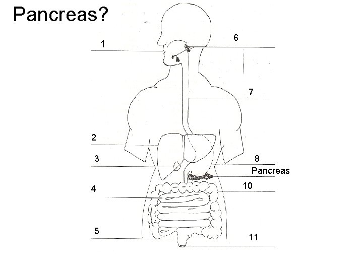 Pancreas? 1 6 7 2 3 4 5 8 Pancreas 10 11 