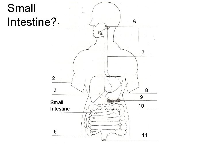 Small Intestine? 1 6 7 2 3 Small Intestine 5 8 9 10 11