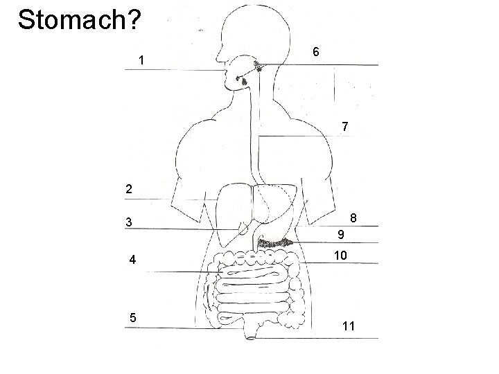 Stomach? 1 6 7 2 3 4 5 8 9 10 11 