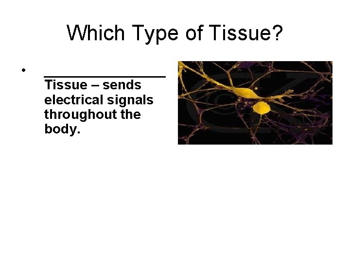 Which Type of Tissue? • ________ Tissue – sends electrical signals throughout the body.