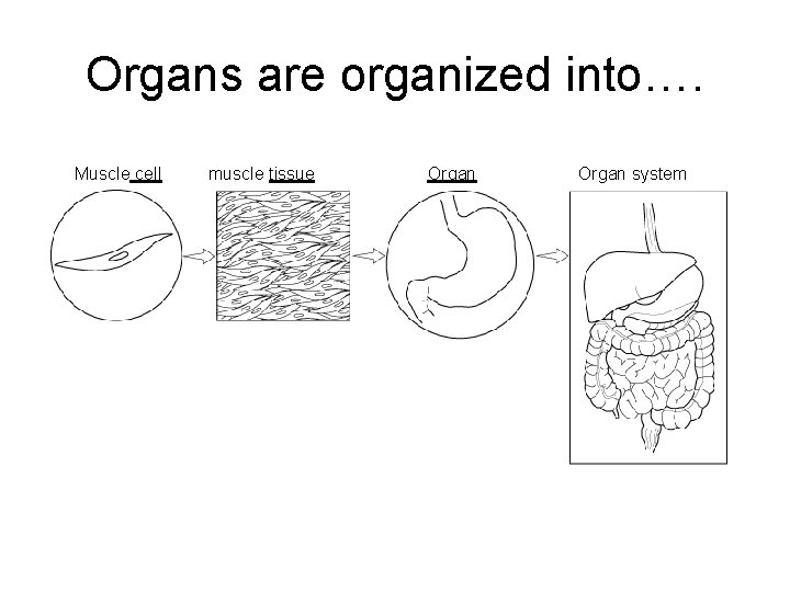 Levels of Organization Organs are organized into…. Section 7 - 4 Muscle cell Go