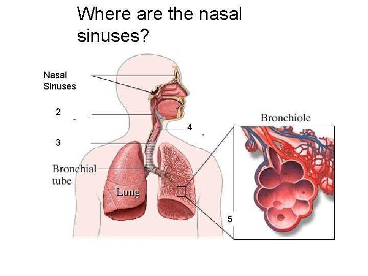 Where are the nasal sinuses? Nasal Sinuses 2 4 3 5 