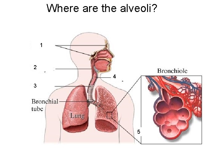 Where are the alveoli? 1 2 4 3 5 