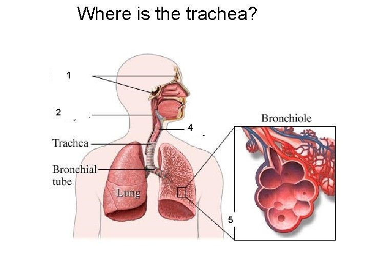 Where is the trachea? 1 2 4 5 
