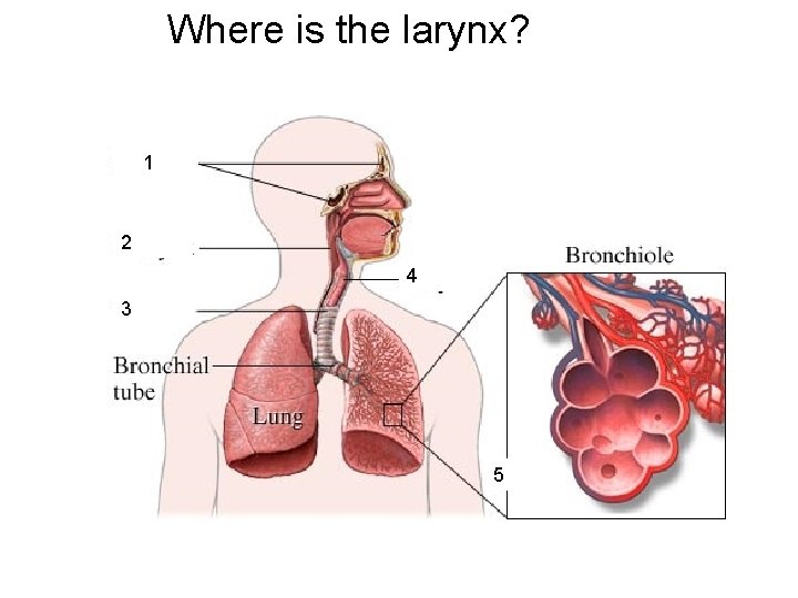 Where is the larynx? 1 2 4 3 5 