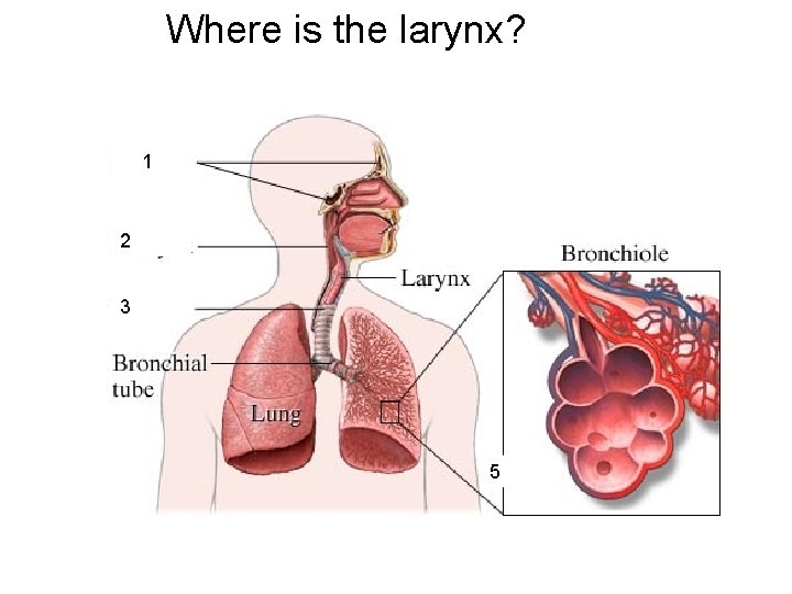 Where is the larynx? 1 2 3 5 