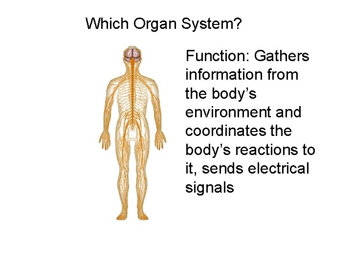 Figure 35 -2 Human Organ Systems Part I Section 35 -1 Which Organ System?