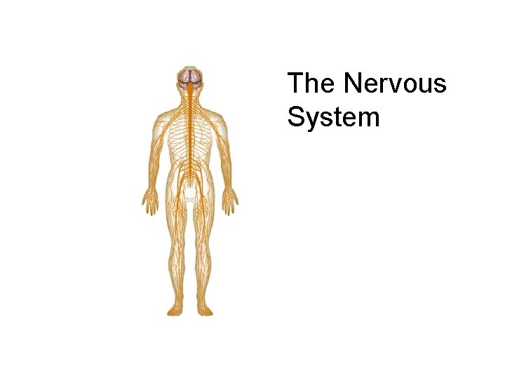 Figure 35 -2 Human Organ Systems Part I Section 35 -1 The Nervous System