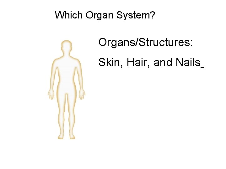 Figure 35 -2 Human Organ Systems Part I Section 35 -1 Which Organ System?