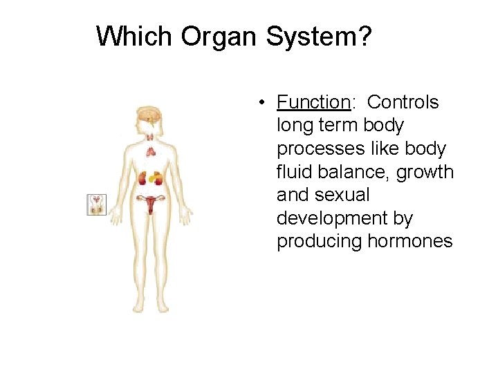 Which Organ System? • Function: Controls long term body processes like body fluid balance,