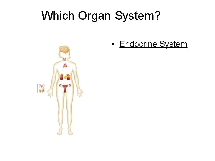 Which Organ System? • Endocrine System 