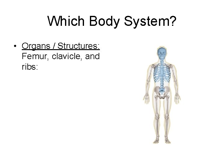 Which Body System? • Organs / Structures: Femur, clavicle, and ribs: 
