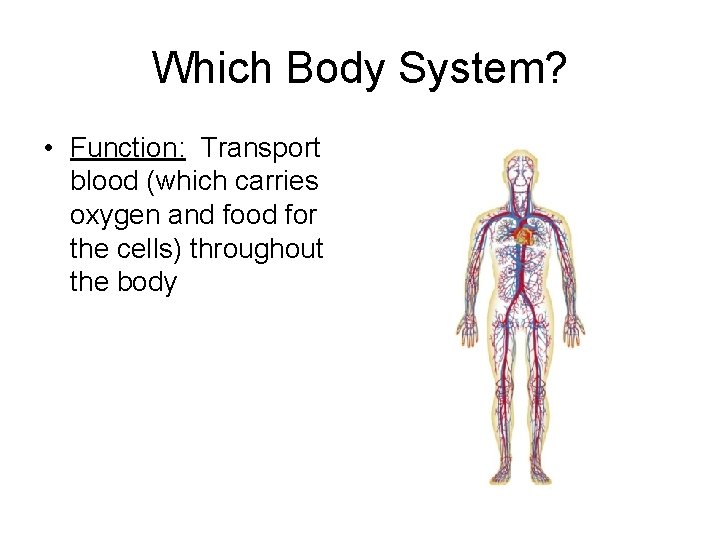 Which Body System? • Function: Transport blood (which carries oxygen and food for the