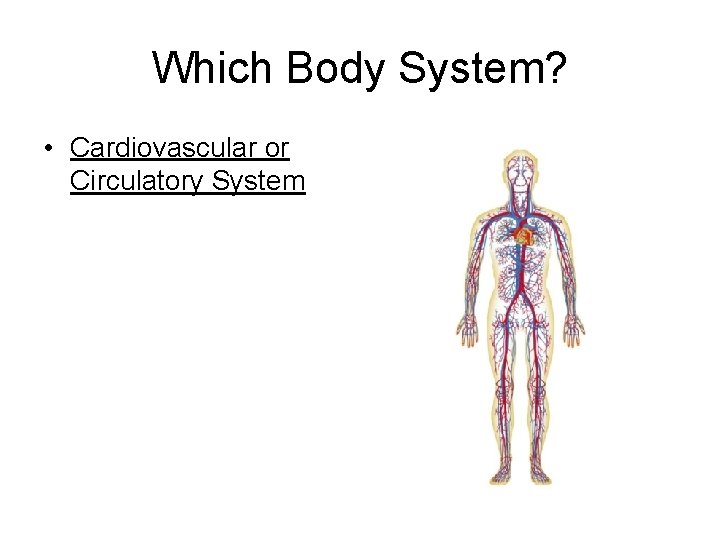 Which Body System? • Cardiovascular or Circulatory System 