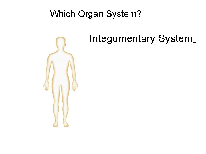 Figure 35 -2 Human Organ Systems Part I Section 35 -1 Which Organ System?