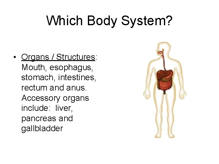 Which Body System? • Organs / Structures: Mouth, esophagus, stomach, intestines, rectum and anus.