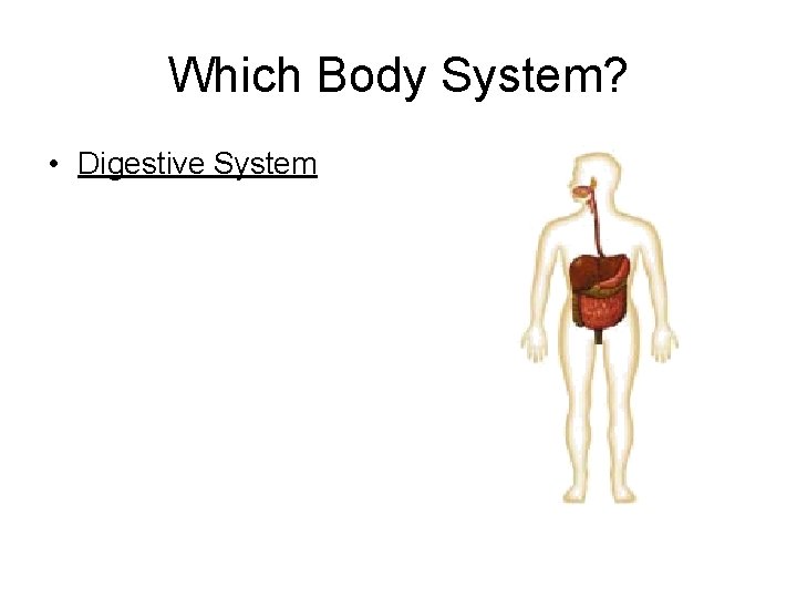 Which Body System? • Digestive System 