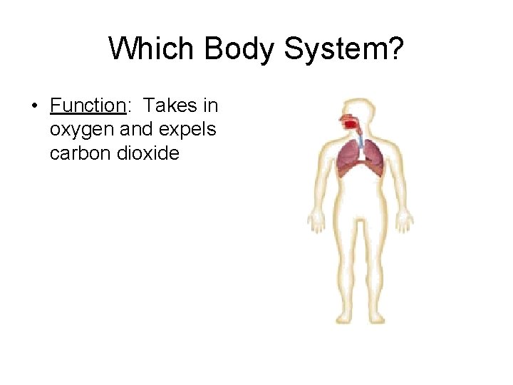 Which Body System? • Function: Takes in oxygen and expels carbon dioxide 