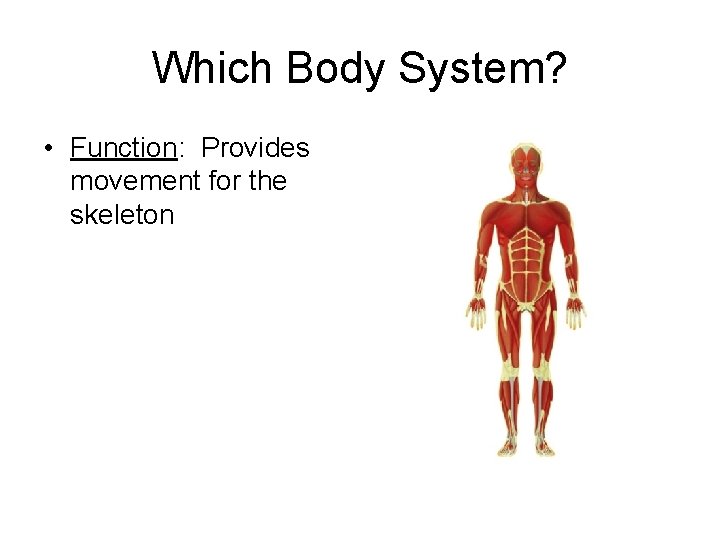 Which Body System? • Function: Provides movement for the skeleton 