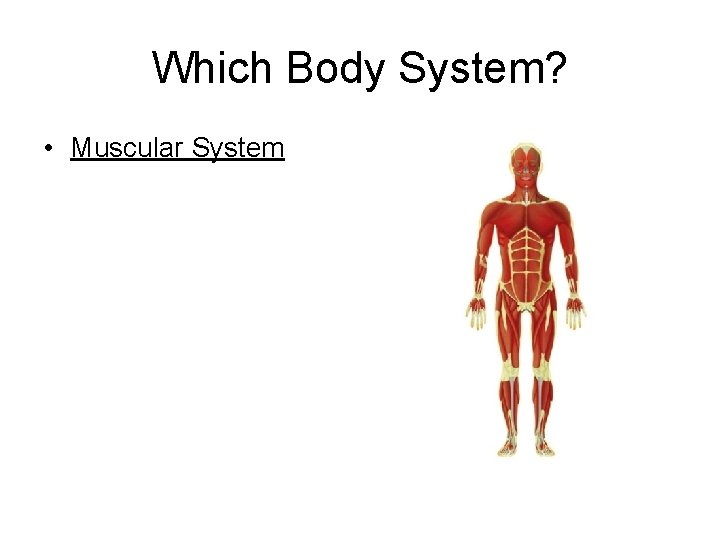Which Body System? • Muscular System 