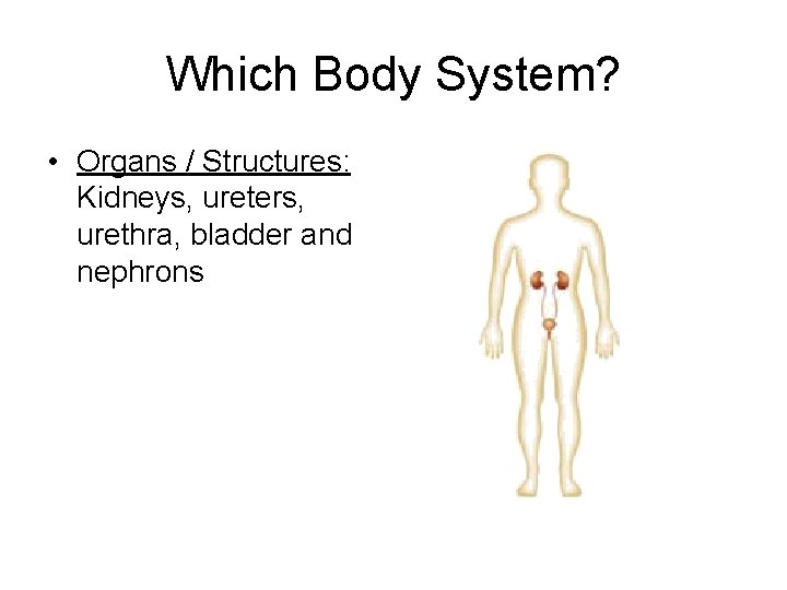 Which Body System? • Organs / Structures: Kidneys, ureters, urethra, bladder and nephrons 