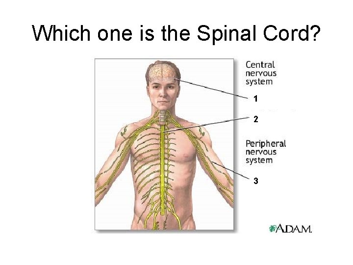 Which one is the Spinal Cord? 1 2 3 