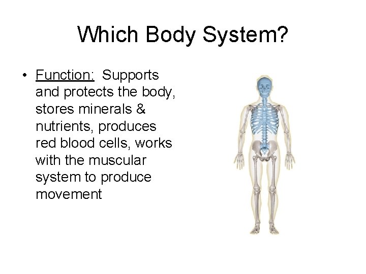 Which Body System? • Function: Supports and protects the body, stores minerals & nutrients,