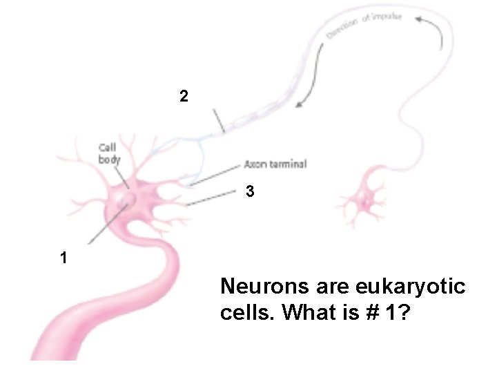 2 3 1 Neurons are eukaryotic cells. What is # 1? 