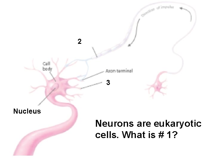 2 3 Nucleus Neurons are eukaryotic cells. What is # 1? 