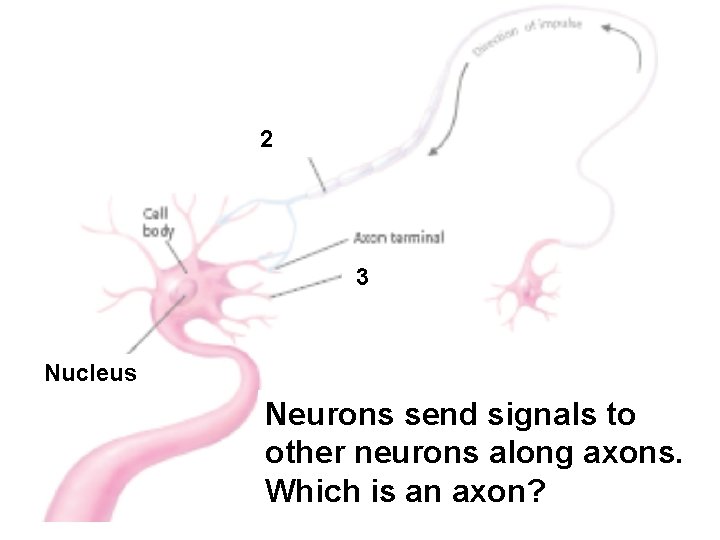 2 3 Nucleus Neurons send signals to other neurons along axons. Which is an