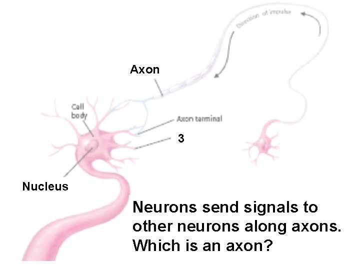 Axon 3 Nucleus Neurons send signals to other neurons along axons. Which is an