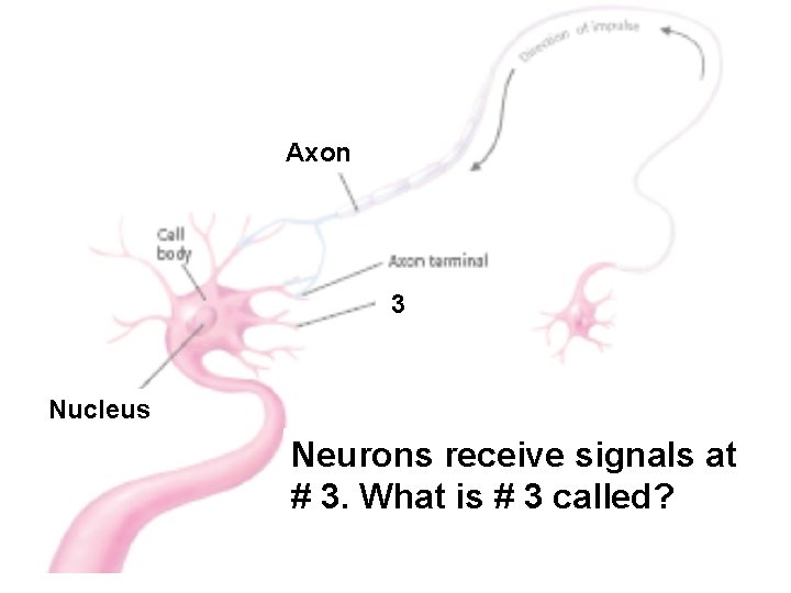 Axon 3 Nucleus Neurons receive signals at # 3. What is # 3 called?