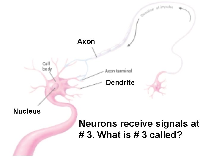 Axon Dendrite Nucleus Neurons receive signals at # 3. What is # 3 called?