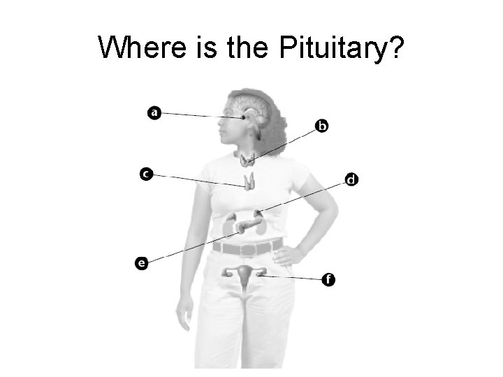 Where is the Pituitary? 