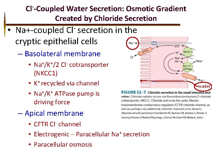 Cl--Coupled Water Secretion: Osmotic Gradient Created by Chloride Secretion • Na+-coupled Cl- secretion in