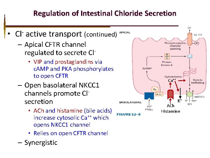 Regulation of Intestinal Chloride Secretion • Cl- active transport (continued) – Apical CFTR channel