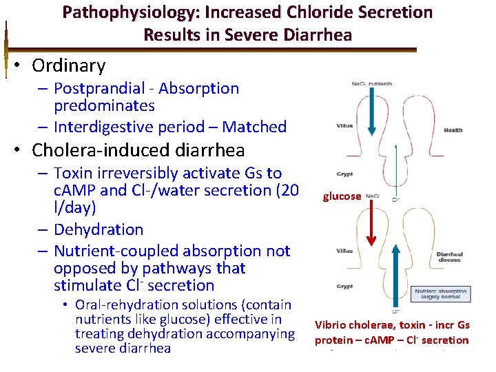 Pathophysiology: Increased Chloride Secretion Results in Severe Diarrhea • Ordinary – Postprandial - Absorption
