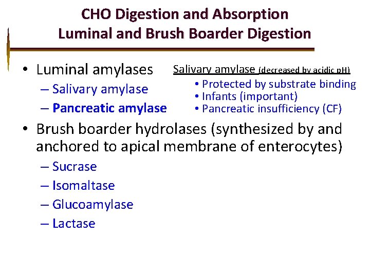 CHO Digestion and Absorption Luminal and Brush Boarder Digestion • Luminal amylases Salivary amylase