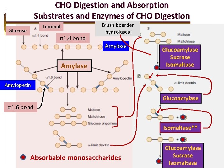 CHO Digestion and Absorption Substrates and Enzymes of CHO Digestion Luminal Glucose α 1,