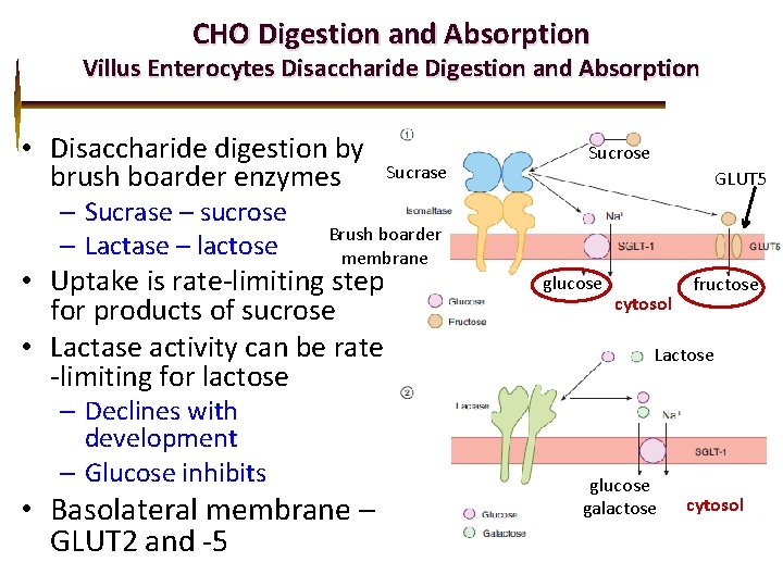 CHO Digestion and Absorption Villus Enterocytes Disaccharide Digestion and Absorption • Disaccharide digestion by