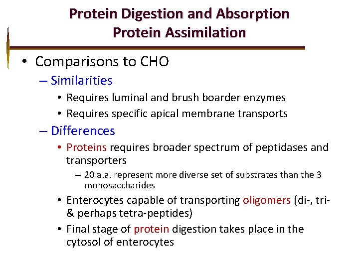 Protein Digestion and Absorption Protein Assimilation • Comparisons to CHO – Similarities • Requires