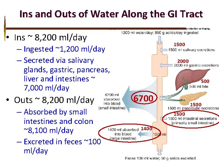 Ins and Outs of Water Along the GI Tract • Ins ~ 8, 200